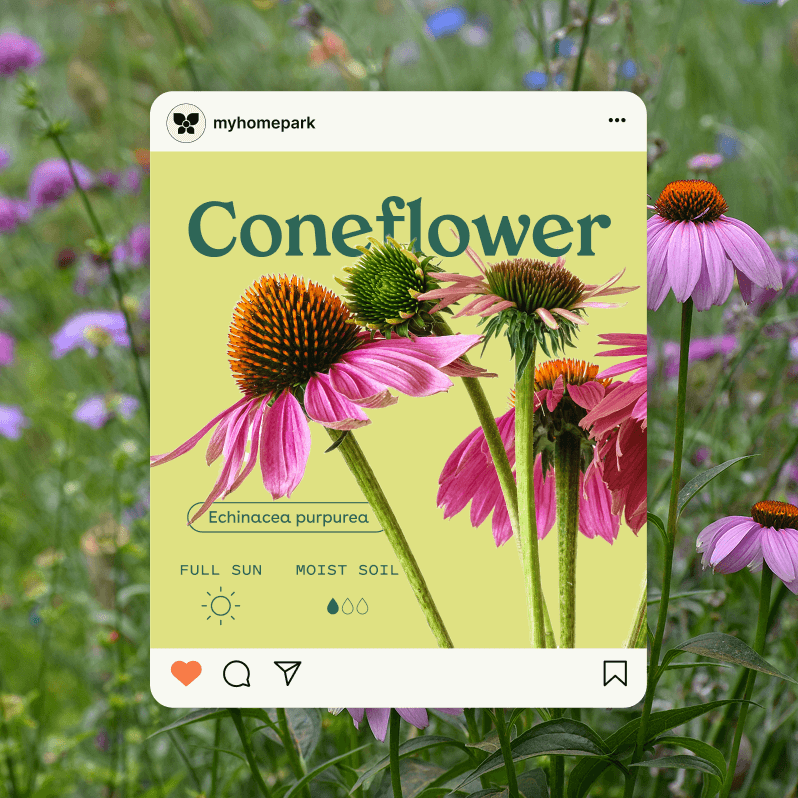 My Home Park Coneflower