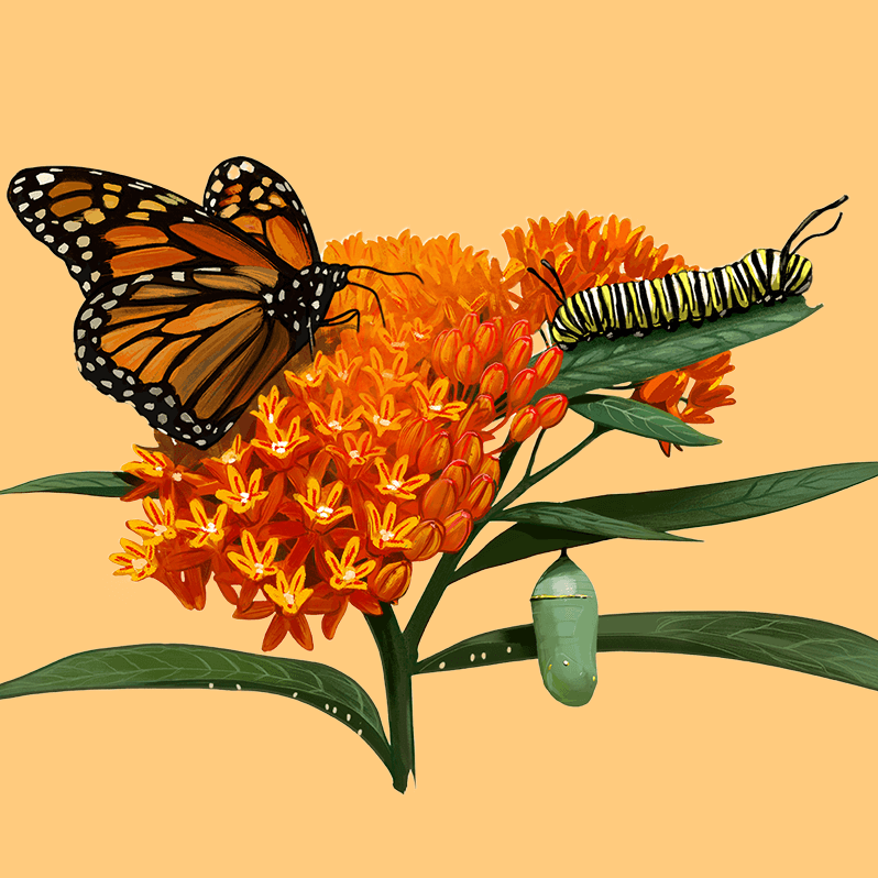 My Home Park Monarch